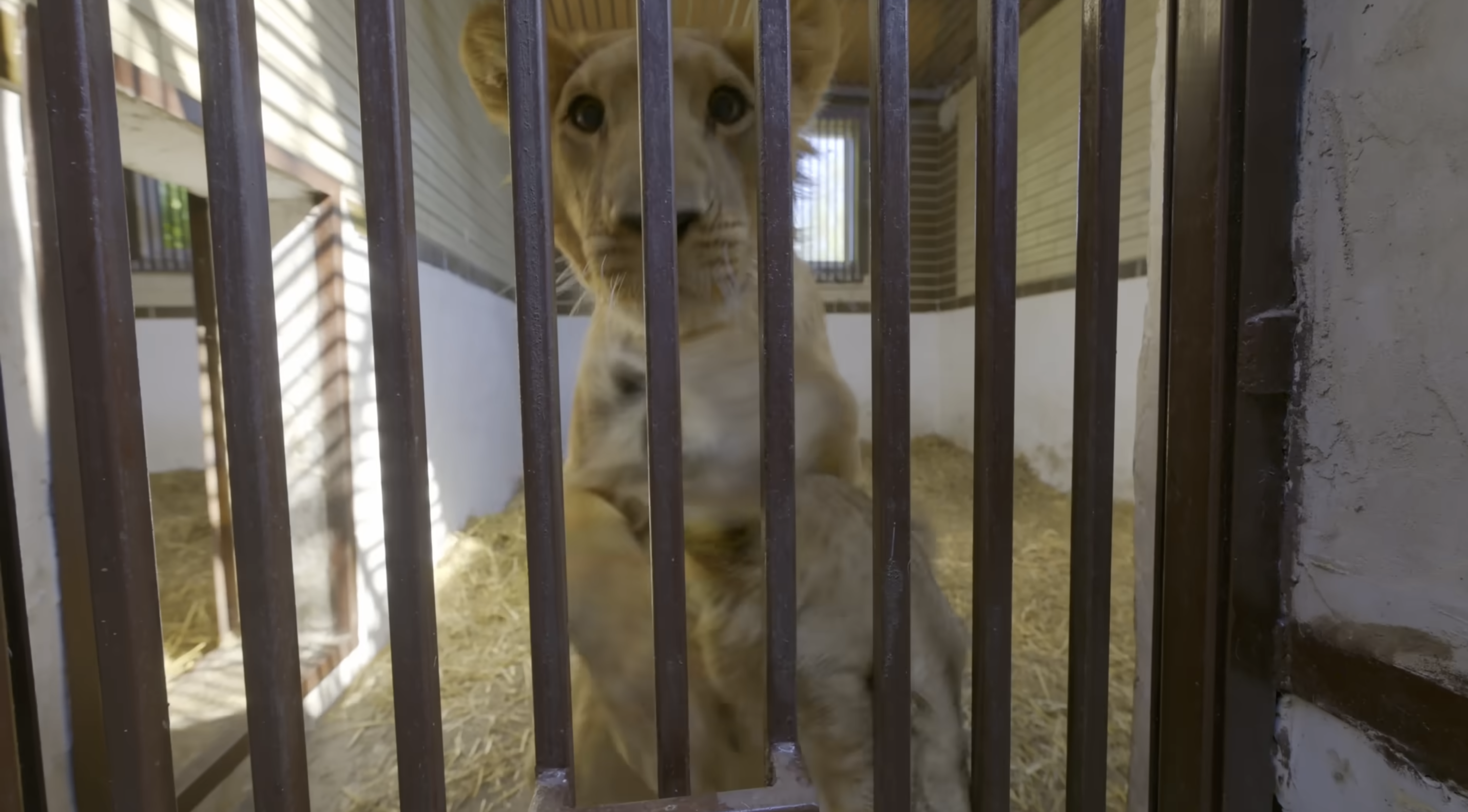 MrBeast потрапив у гучний скандал: у відео про Україну "забув" згадати про війну